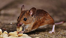 24 Hour & Emergency Exterminators in Mc Chord AFB, WA